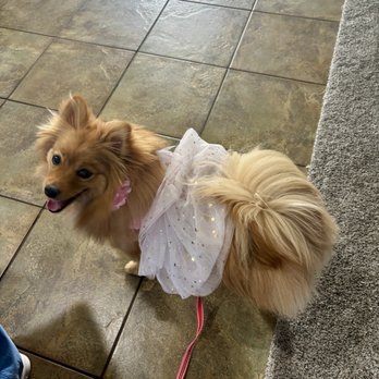 Pixie Sticks Dog Boutique - So pretty!! - Pet Groomers Near Me - Gilbert, Arizona