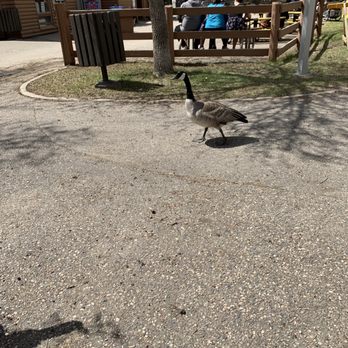 Saskatoon Forestry Farm Park & Zoo - Zoos Near Me - Saskatoon, Saskatchewan Saskatoon Forestry Farm Park & Zoo - Zoos Near Me - Saskatoon, Saskatchewan
