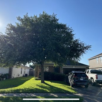 Quality Tree Service and Landscaping - Before - Tree Services Near Me
