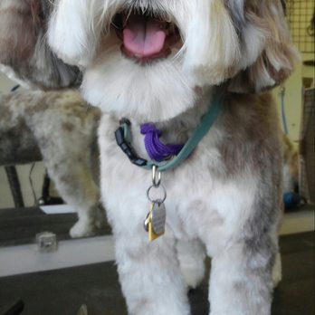 Shaggy To Chic - Cute cute - Pet Groomers Near Me