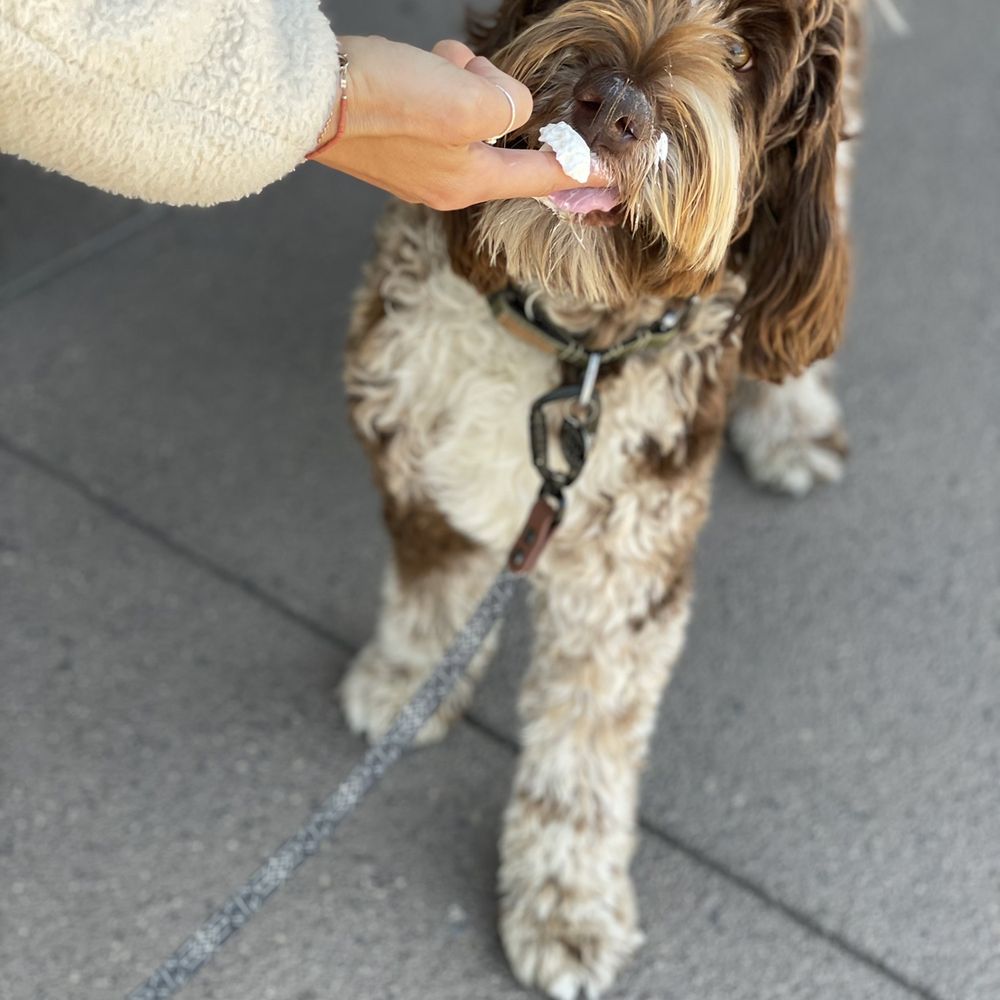 Starbucks - Our pup enjoying his first puppuccino!!!! - Coffee & Tea Near Me - Arvin, California Starbucks - Our pup enjoying his first puppuccino!!!! - Coffee & Tea Near Me - Arvin, California