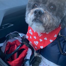 Barry, post grooming at Lucky's! Barry, post grooming at Lucky's!