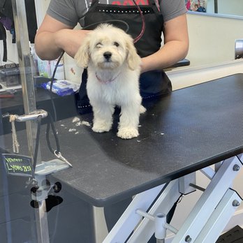 Dirty Dawgs Grooming - Pet Groomers Near Me - Concord, California