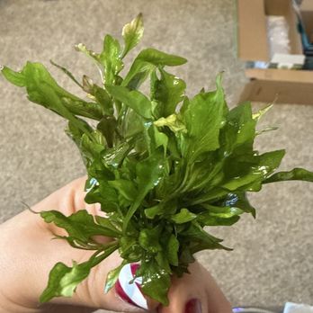 Tsunami Aquatics - Java fern - Aquarium Services Near Me - Tucson, Arizona Tsunami Aquatics - Java fern - Aquarium Services Near Me - Tucson, Arizona