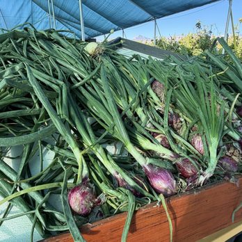 Gilcrease Orchard - Fruits & Veggies Near Me - Las Vegas, Nevada Gilcrease Orchard - Fruits & Veggies Near Me - Las Vegas, Nevada