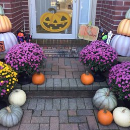 Beautiful mums! Ready for fall