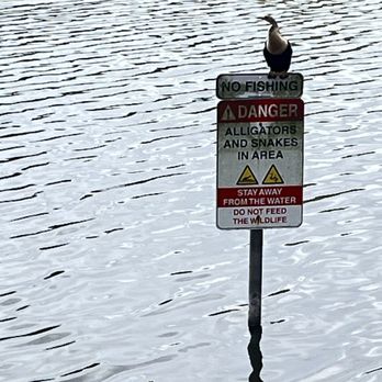 Lake Alice - Need I say more? - Lakes Near Me - Gainesville, Florida