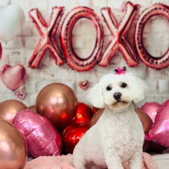 Spoiled Mutts - Pet Groomers Near Me - Humble, Texas