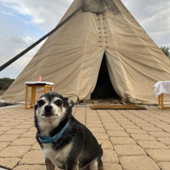 El Cosmico - Bailey in front of the teepee - Campgrounds Near Me - Marfa, Texas