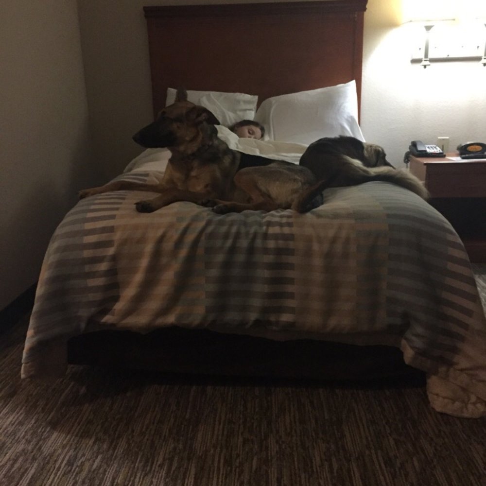 My pup enjoying a good nights rest after a long day of travel. My pup enjoying a good nights rest after a long day of travel.