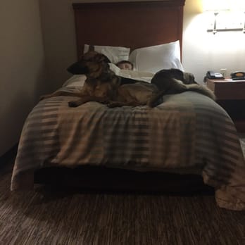 Candlewood Suites Texarkana - My pup enjoying a good nights rest after a long day of travel. - Hotels Near Me - Texarkana, Texas Candlewood Suites Texarkana - My pup enjoying a good nights rest after a long day of travel. - Hotels Near Me - Texarkana, Texas