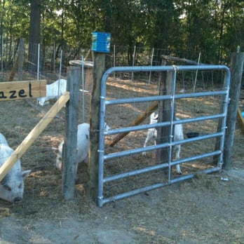 Madrac Farms - Petting zoo - Pick Your Own Farms Near Me - Rincon, Georgia Madrac Farms - Petting zoo - Pick Your Own Farms Near Me - Rincon, Georgia