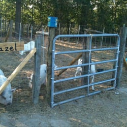 Madrac Farms - Petting zoo