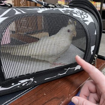 Parrot Stars - Ready to take our new bird home! - Bird Shops Near Me - Arlington Heights, Illinois