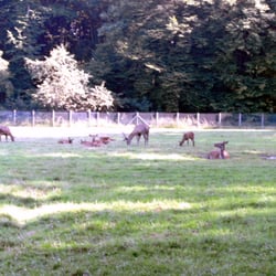 Schutzgemeinschaft Deutscher Wald
