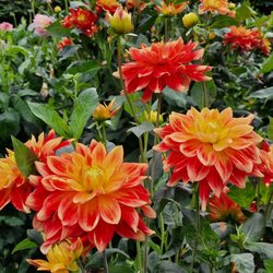 Dahliengarten Hamburg