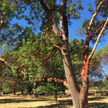Beacon Hill Park - Arbutus trees in the park - Parks Near Me - Victoria, British Columbia
