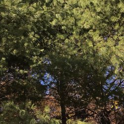 Forest Park