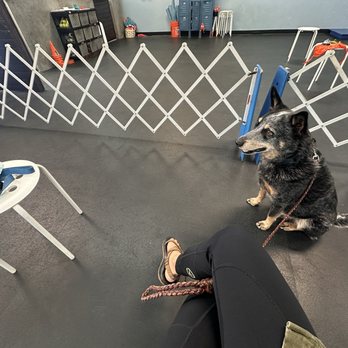 Zoom Room Dog Training - Pet Training Near Me - Huntington Beach, California Zoom Room Dog Training - Pet Training Near Me - Huntington Beach, California