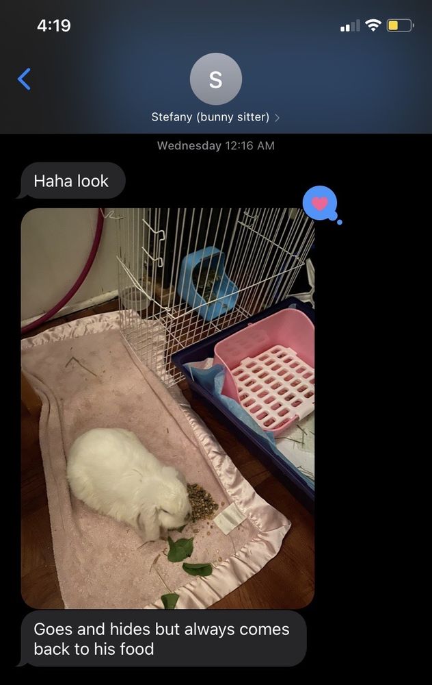 NYC LITTLE ANIMAL PET SITTER/BOARDING Updated September 2024 13