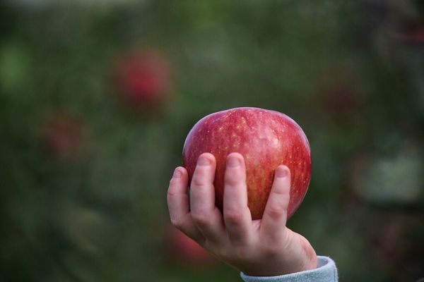 Clarke's Family Farm by null