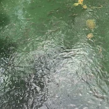 Pinto's Farm - Turtles and fish - Venues & Event Spaces Near Me - Miami, Florida Pinto's Farm - Turtles and fish - Venues & Event Spaces Near Me - Miami, Florida