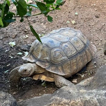 Hawaii Turtle Tours - Tours Near Me - Honolulu, Hawaii