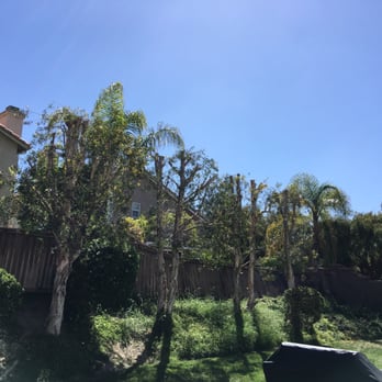 Red Maple Tree Service - An After photo of my trees getting trimmed and beautified - Tree Services Near Me - San Diego, California Red Maple Tree Service - An After photo of my trees getting trimmed and beautified - Tree Services Near Me - San Diego, California