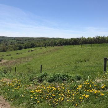 Diehl Homestead Farm - a field of yellow flowers - Farms Near Me - Callicoon, New York Diehl Homestead Farm - a field of yellow flowers - Farms Near Me - Callicoon, New York
