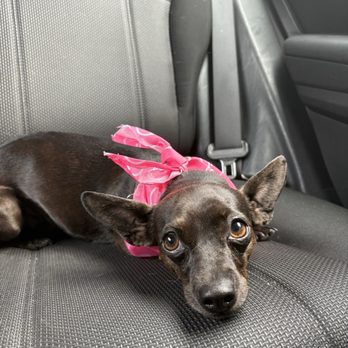 PetSmart - Pet Training Near Me - Tucker, Georgia