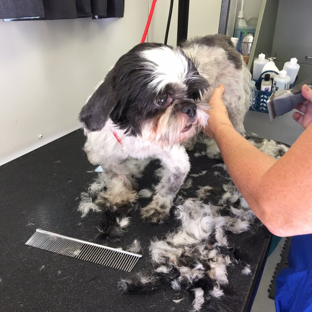 Julie's Mobile Pet Spa - Happy boy. He needed a spa day so badly! & I know he feels so much better now! - Pet Groomers Near Me Julie's Mobile Pet Spa - Happy boy. He needed a spa day so badly! & I know he feels so much better now! - Pet Groomers Near Me