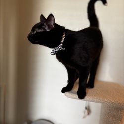 Burbank Animal Shelter