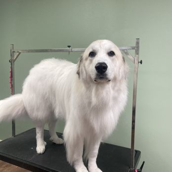 Le Pawsh - Gaby's groom of my Pyre at Le Pawsh in Fremont - Pet Groomers Near Me - Fremont, California Le Pawsh - Gaby's groom of my Pyre at Le Pawsh in Fremont - Pet Groomers Near Me - Fremont, California