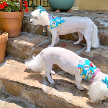 The Pet Set - Pet Sitting Near Me - Atlanta, Georgia The Pet Set - Pet Sitting Near Me - Atlanta, Georgia