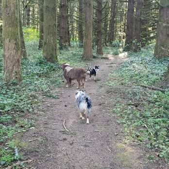 Zumwalt Dog Park - Dog Parks Near Me - Veneta, Oregon Zumwalt Dog Park - Dog Parks Near Me - Veneta, Oregon