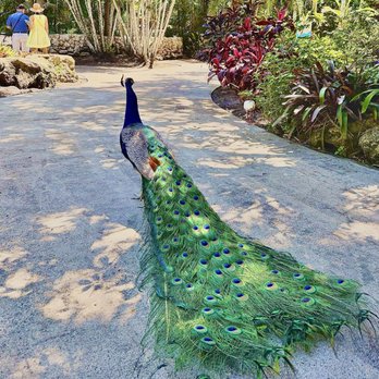 Flamingo Gardens - "The Peacock & the Lovers at Flamingo Gardens" - Botanical Gardens Near Me - Davie, Florida