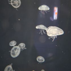 ABQ BioPark Aquarium