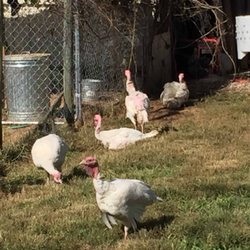 Harpers Ferry Family Farm