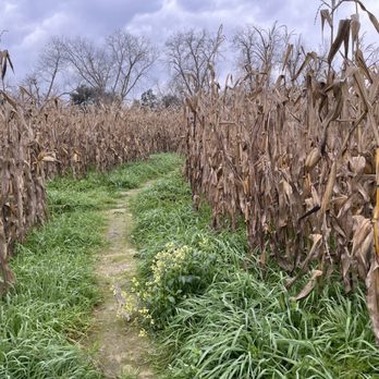 Mark's Melon Patch - Corn maze - Fruits & Veggies Near Me - Dawson, Georgia