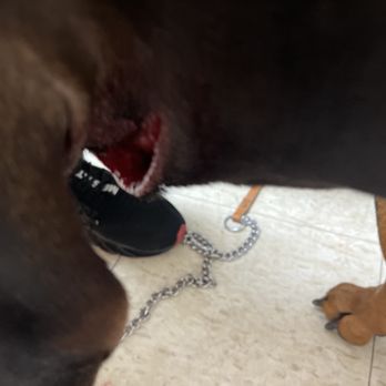 Irondequoit Animal Hospital - Open gash - Veterinarians Near Me - Rochester, New York Irondequoit Animal Hospital - Open gash - Veterinarians Near Me - Rochester, New York