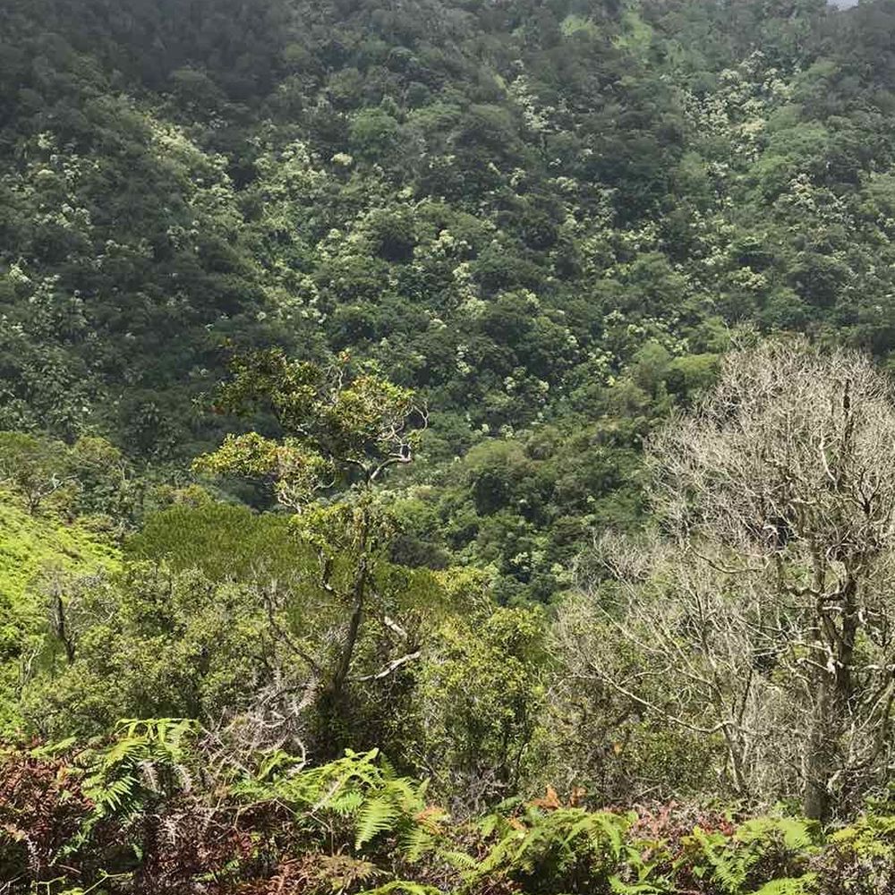 Aiea Loop Trail - Great views - Hiking Near Me - Aiea, Hawaii