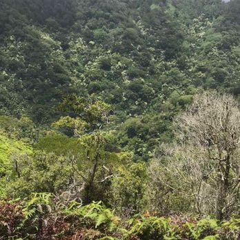 Aiea Loop Trail - Great views - Hiking Near Me - Aiea, Hawaii