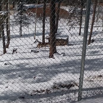 Colorado Wolf and Wildlife Center - Zoos Near Me - Divide, Colorado Colorado Wolf and Wildlife Center - Zoos Near Me - Divide, Colorado
