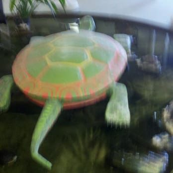Iroquois Museum - Turtle pool. - Museums Near Me - Howes Cave, New York