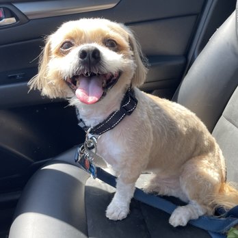 Wagmore - Mads after his fresh cut, from mop to a soft, happy boy. - Dog Walkers Near Me - Stamford, Connecticut Wagmore - Mads after his fresh cut, from mop to a soft, happy boy. - Dog Walkers Near Me - Stamford, Connecticut