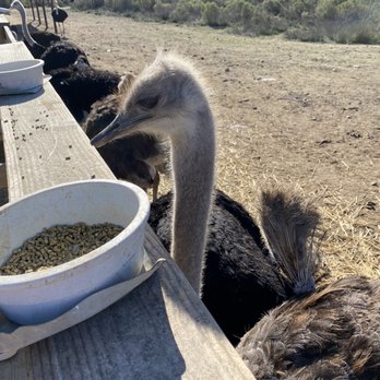 Ostrichland USA - Attraction Farms Near Me - Solvang, California Ostrichland USA - Attraction Farms Near Me - Solvang, California