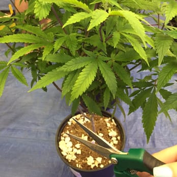 Oaksterdam University - Pruning cannabis! - Colleges & Universities Near Me - Oakland, California Oaksterdam University - Pruning cannabis! - Colleges & Universities Near Me - Oakland, California