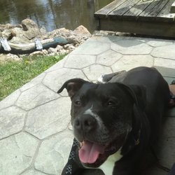 Buckhorn Bar & Grill - Dog friendly patio outside 3
