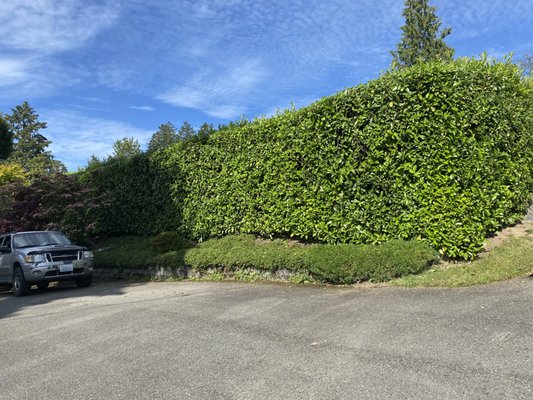 Lawn Maintenance - Lawn cleans ups, tree trimming, and more !