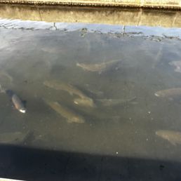Loads of trout being raised Loads of trout being raised